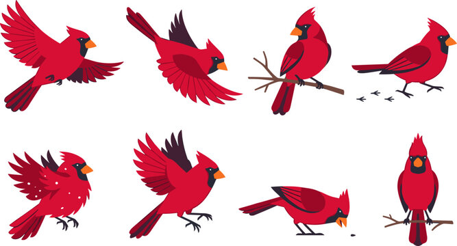 Red northern cardinal bird vector illustration set showcasing beautiful avian wildlife in various active poses flying perched on branch walking and feeding isolated on white background