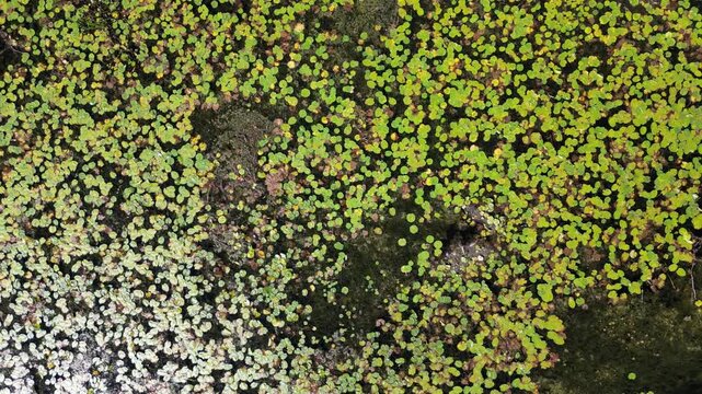 Spiraling around an overgrown lake, covered in green lily pads. Late summer brings an overgrowth of aquatic vegetation. Masses of plants and algae bloom in the warm sunlight. Invasive aquatic species 