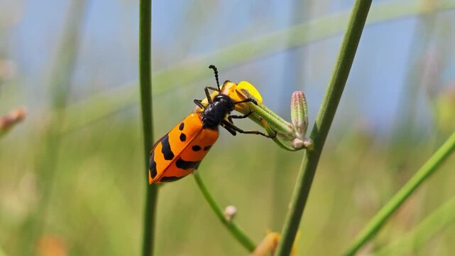 Orange and black spotted insect on green plant stem