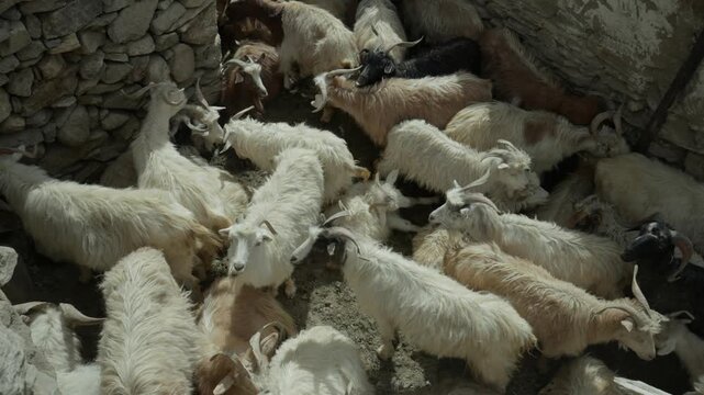A Shot of Herd of Goats Walking Through a Traditional Village in Ladakh India