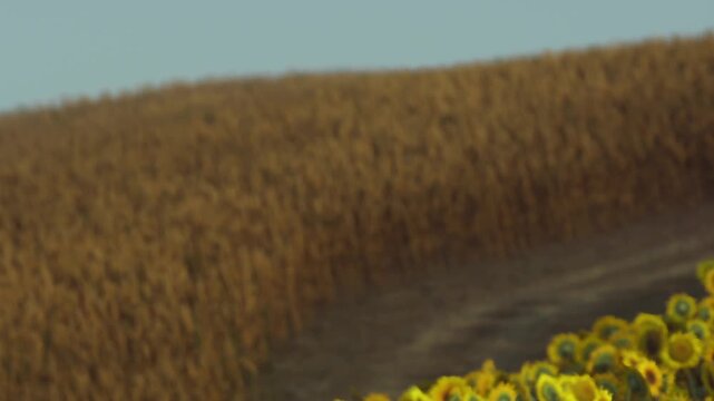 Sunflowers grow in a field near a corn crop. The sun shines overhead as the plants reach for the light. The landscape shows a rural area with clear blue sky.