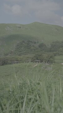 夏の平尾台の景色(4k, 24fps, slog, All-Intra)