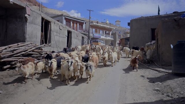 A Shot of Herd of Goats Walking Through a Traditional Village in Ladakh India
