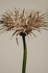 Obraz premium Macro Shot Of Beautiful Gerbera Petals With Soft Natural Shadows