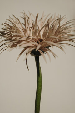 Macro Shot Of Beautiful Gerbera Petals With Soft Natural Shadows