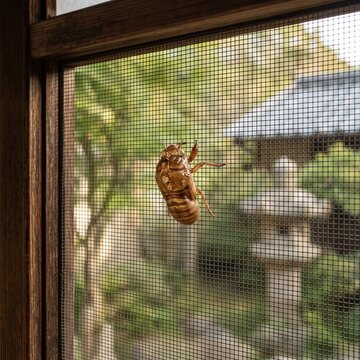 Cicada Shell Clinging To Japanese Window Screen In Summer