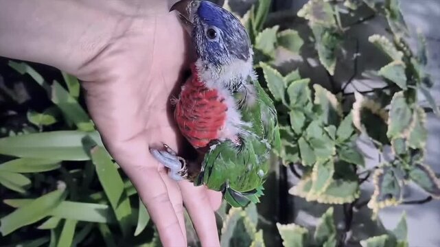 Human hand gently petting a small green parrot