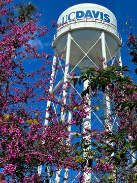 UC Davis water tower surrounded by colorful trees with purple flowers on a spring sunny day. Davis, California, USA. March 8 2026.