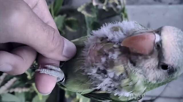Close up of a human holding a cute small green parrot