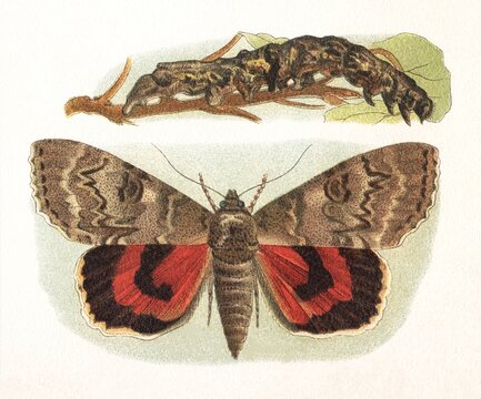 Red underwing moth (Catocala nupta) with caterpillar on a branch, chromolithograph, old vintage illustration, 1897.