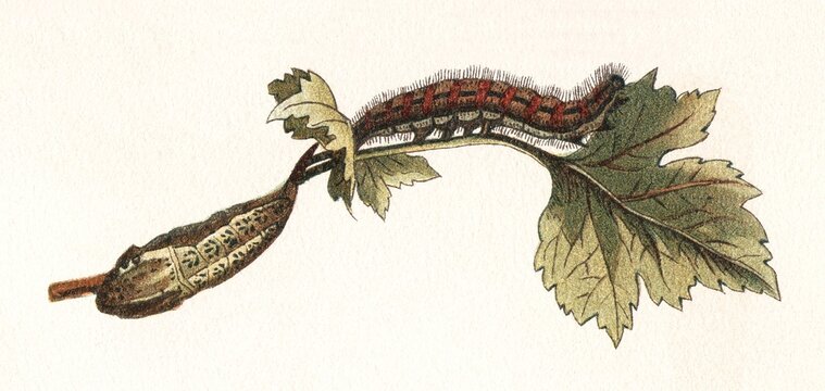 Tree white butterfly caterpillar and pupa on green and brown stem, old vintage illustration, 1897.