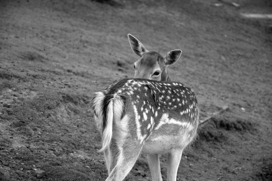 Daim en noir et blanc