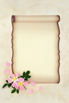 Old fashioned romantic love letter design with pink wild dog rose flower on faded paper scroll on parchment. Retro theme for Wedding, Valentines or invitation. Copy space.