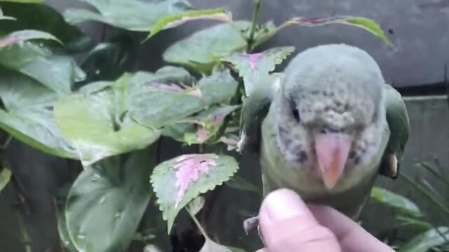 Human hand gently petting a small green parrot