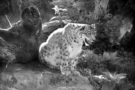 Panth&egrave;re des neiges