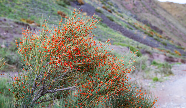 Bushes with berries of the medicinal plant ephedra
