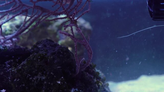 saltwater aquarium marine aquarium reef tank