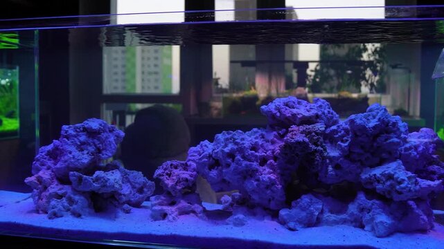 saltwater aquarium marine aquarium reef tank