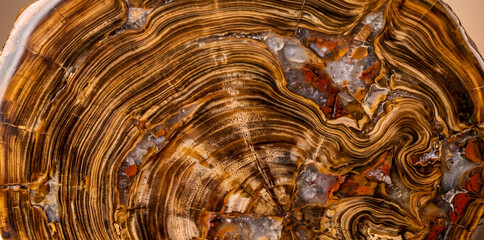 Cross-section of petrified wood revealing intricate concentric rings and colorful mineral banding in brown, black, and red hues, a unique natural abstract background, for artistic  © Ruhul Amin  