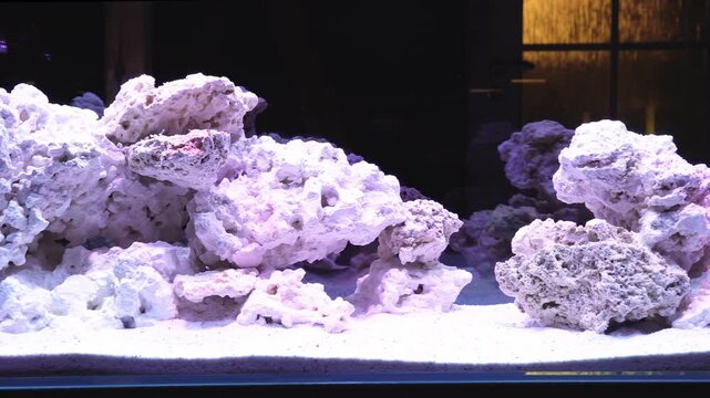 saltwater aquarium marine aquarium reef tank