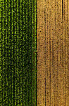 Geometric agricultural fields aerial drone view, modern farming, crop patterns and rural landscape concept