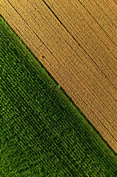 Geometric agricultural fields aerial drone view, modern farming, crop patterns and rural landscape concept