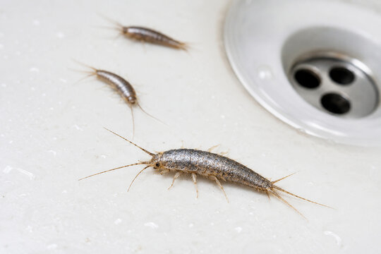 Silverfish insect crawling on a white bathroom sink drain. Household pest infestation concept. Small crawling bug in domestic environment. Prevention and home hygiene pest control