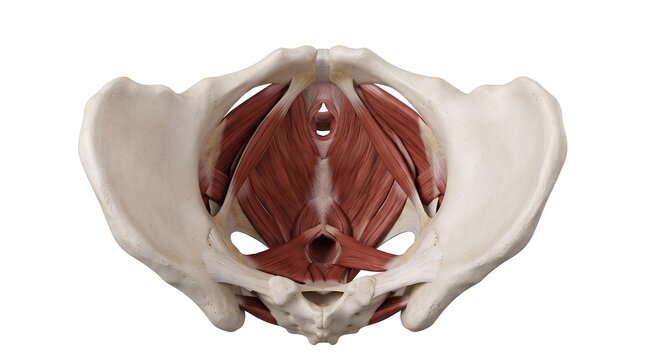 Human Pelvic Floor Muscles Anatomy