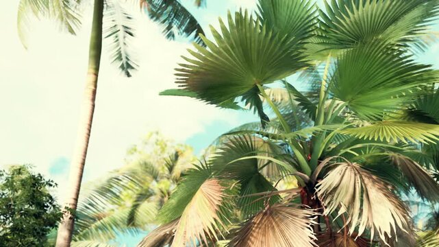 Palm trees stretch towards a blue sky. Sunlight filters through the leaves, creating a bright scene. Green plants surround the bases of the palms in this tropical setting.