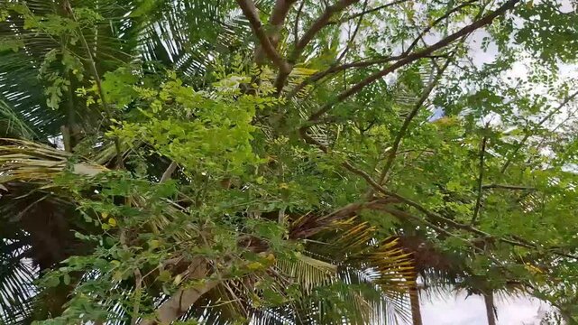 Healthy moringa tree leaves on an outdoor farm &mdash; thriving Moringa oleifera with intricate branches and small organic leaves moving gently in  breeze on a tropical plantation. Perfect for agriculture