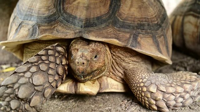 Sucata tortoise on the ground, closeup, animal
