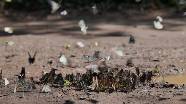 Vibrant Butterfly Cluster Feeding On Moist Soil In The Forest Captured In Beautiful Slow Motion