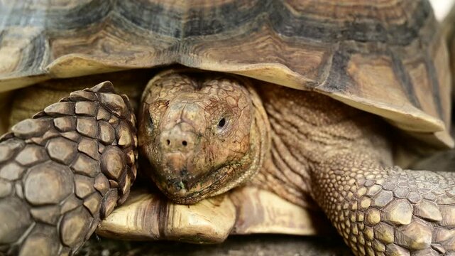 Sucata tortoise on the ground, closeup, animal
