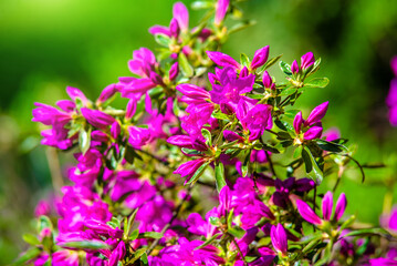 Fototapeta premium pink rhododendron blooms in the Botanical garden 