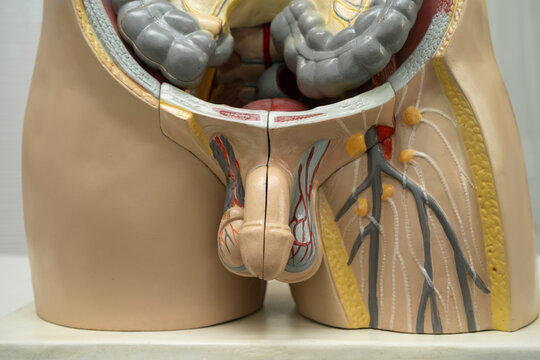 Penis in male human anatomy model for study education medical course.