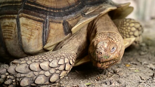 Sucata tortoise on the ground, closeup, animal
