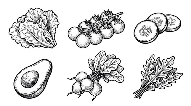 Fresh salad ingredients vector illustration set with hand drawn engraving style vegetables