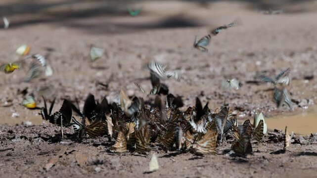 Group Of Vibrant Butterflies Gathering On Damp Earth And Fluttering Wings In The Forest Captured In Beautiful Slow Motion