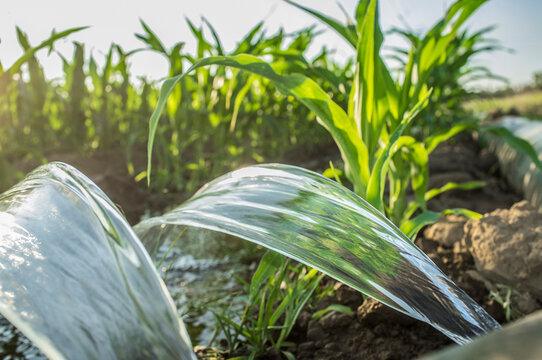 layflat irrigation tube system for leveledtograde cornfield