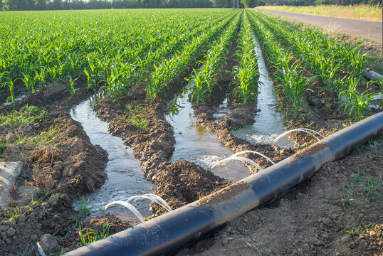 layflat irrigation tube system for leveledtograde cornfield
