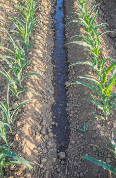 Water stream flows by dry ground at cornfield
