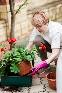 A senior woman replanting red geraniums outside