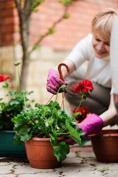 Smiling woman potting red geranium flowers outdoors