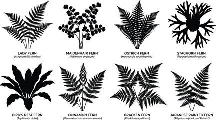 Set of black fern plant silhouettes featuring lady, maidenhair, ostrich, staghorn, bird's nest, cinnamon, bracken, and Japanese painted ferns © Md