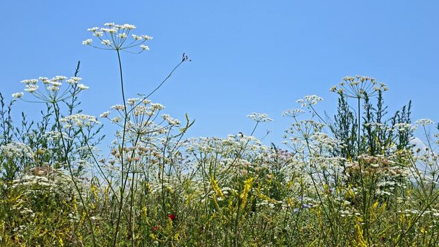 Bright blue sky above field of wildflowers