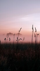 Obraz premium Serene sunset landscape gentle fog creates a peaceful nature scene evoking quiet beauty