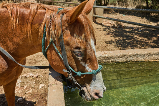 Brown horse with white facial markings drinks from a water trough in a rural area, with wooden fencing and dry ground visible in the background