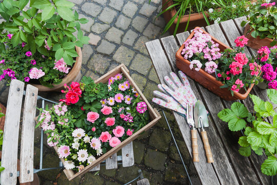 Gardening, planting of summer flowers, rosy and pink colour selection, wooden box