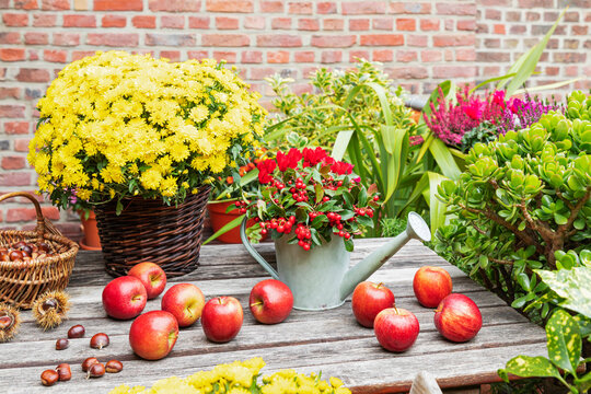 Eastern teaberries in watering can, blooming flowers, chestnuts and ripe apples in balcony garden