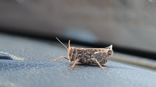 Grasshopper perches on car's textured surface under natural light